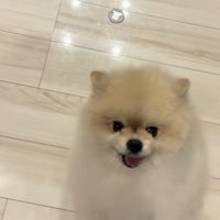 二足立ちで、飼い主さんの元へ来るポメラニアン