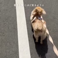 道路を駆ける犬