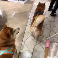 おもちゃを買ってほしいどんちゃん6