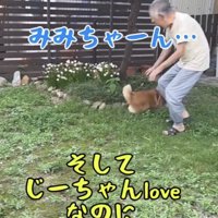 犬に手を伸ばすおじいちゃん