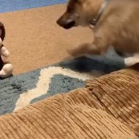 「なにこれっ」