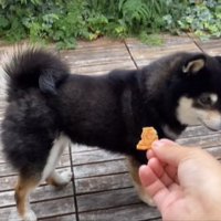 戸惑う柴犬