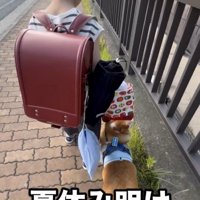 人と並んで歩く犬