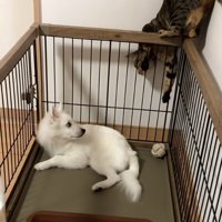 隙間に入り込むナルちゃん