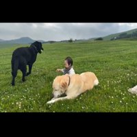 ボールをくわえる黒い犬