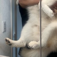 立派に