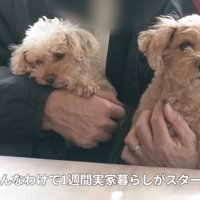 実家での生活がスタート