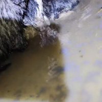 泥だらけの子犬たち