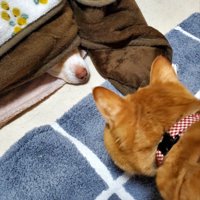 猫ちゃんがガン見！