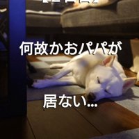 床に伏せて眠る犬