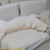 「お散歩」と聞いて、お顔をピクッ