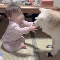 両手で顔に触れられる犬