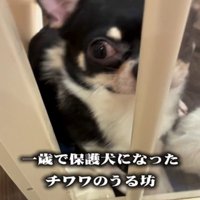 正面を向く犬