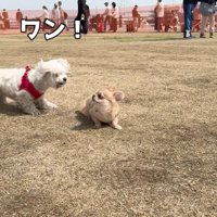 吠えられてしまいました！