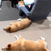 勉強中もそばにいてくれます