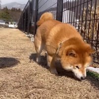 うにくんものんびり散策♪