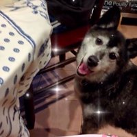 家族のそばに来て笑顔を見せる犬