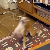 目にも止まらぬ速さの動き