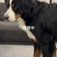 きなこちゃんは困惑気味