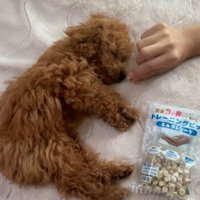 おやつを近づける飼い主さん