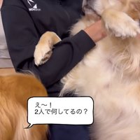 女の子の上でへそ天して甘えるゴールデンレトリバーに近づく別のゴールデンレトリバー