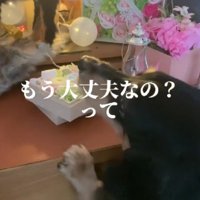 わんこたちは大喜び