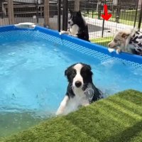 顔を出すラルくん