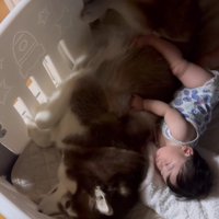 決して動かないたぬきちちゃん