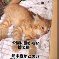 公園に横たわる子猫