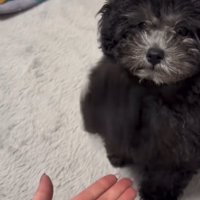 右足を上げる犬