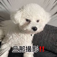 パパが撮ったポテトくん1