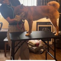 聴診器を当てられている犬