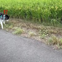 おこめちゃん、バッタにビビる