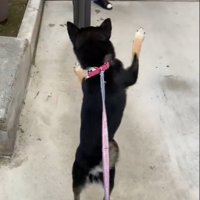 立って歩く犬3