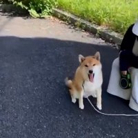 口を開けるぽてとくん