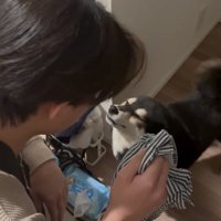 目を細めて人を見つめる犬