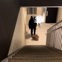 飼い主を迎えに行く小型犬