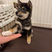 芸の練習中のもずくちゃん4