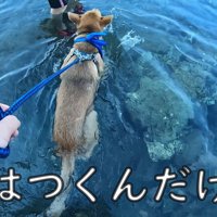 見事な泳ぎを披露