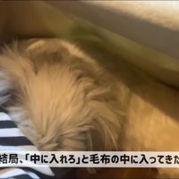 毛布の中に入ってきて…