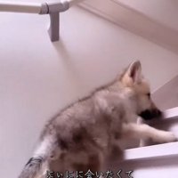 お兄ちゃんに会いたいフューリーくん