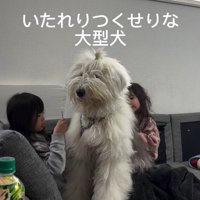 アリエルちゃんのブラッシング中