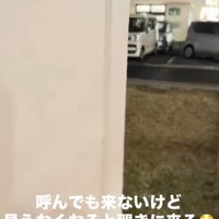 飼い主さんが隠れた時のめかぶ君3