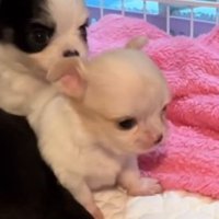 しょんぼり顔が切ないけれど愛おしい！