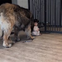 駆けつけるバオバオくん