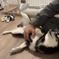 お腹を撫でられる犬