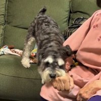 おばあちゃんの手に口を近づける犬