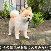 お気に入りの景色を堪能中