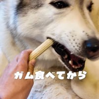 飼い主からおやつを貰うおじいちゃん犬