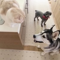 「許してもらえてよかったね♪」